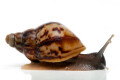 Lissachatina reticulata juvenil